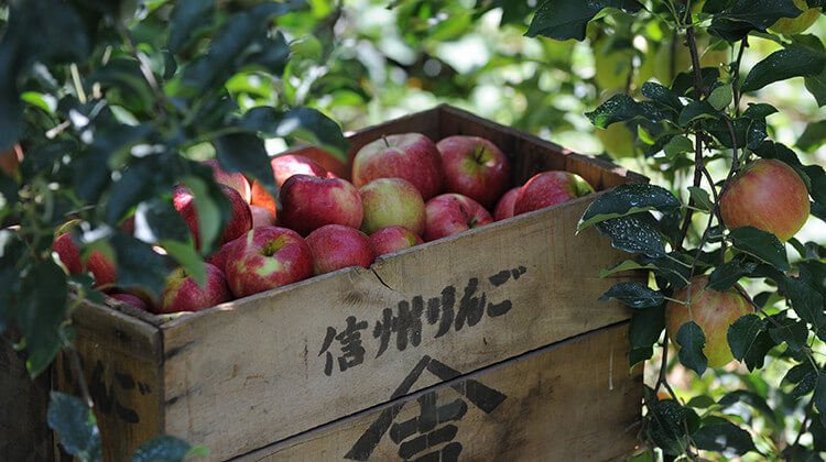 長野で花開いた「英国りんご」の魅力を知る旅へ